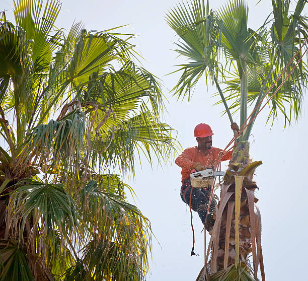 Best Tree Pruning Services  in Princeton, MN